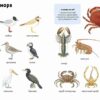 животные-визуальная-энциклопедия-1