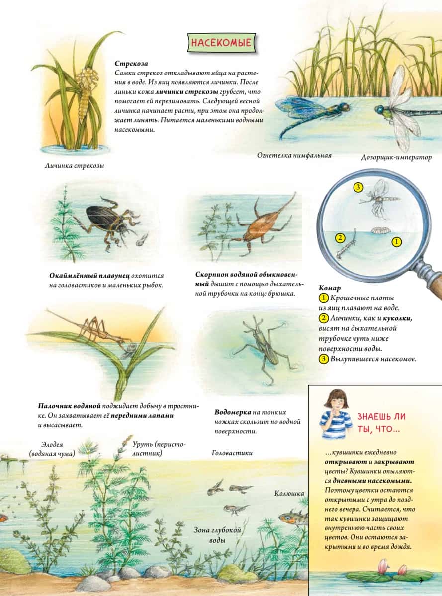 Животные и растения рек, озёр и морей. BIObook А. Толмачёва — изображение 5