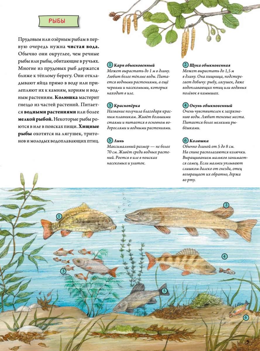 Животные и растения рек, озёр и морей. BIObook А. Толмачёва — изображение 7